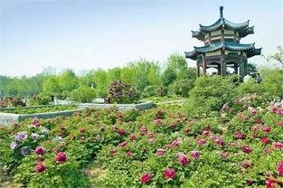 洛阳植物园最新爆料,探秘植物界的“秘境奇观”